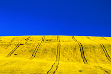 Ukraine Flag. Blue Sky And Yellow Filed