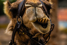 Portrait Of A Camel Close Up Teeth