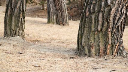 Canvas Print - The orderly appearance of the base of the pine tree and the bark of the tree.