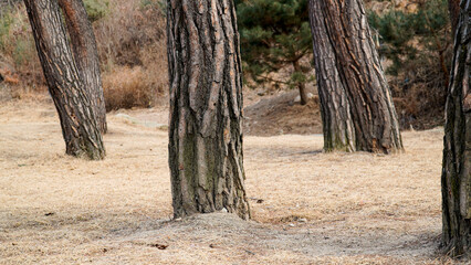 Canvas Print - The orderly appearance of the base of the pine tree and the bark of the tree.