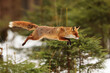 © michal - red fox (Vulpes vulpes) captured and frozen in a jump