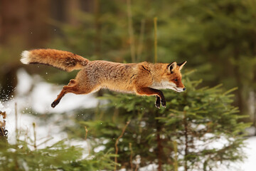 Canvas Print - red fox (Vulpes vulpes) captured and frozen in a jump