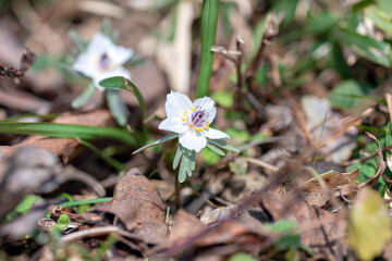 Sticker - Full blooming of Eranthis pinnatifida at the growing colony in Hyogo, Japan in February