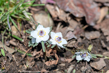 Wall Mural - Full blooming of Eranthis pinnatifida at the growing colony in Hyogo, Japan in February