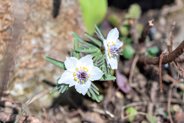 Wall Mural - Full blooming of Eranthis pinnatifida at the growing colony in Hyogo, Japan in February