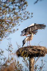 stork in nest