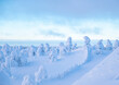 Snowy slope with trees in the snow. Sunrise in Northern Lapland
