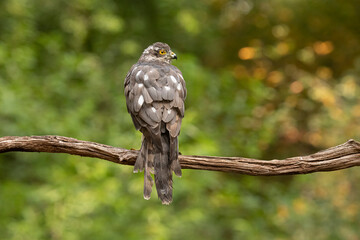 Wall Mural - Sparrowhawk, Accipiter nisus. Bird of Prey