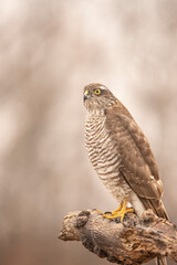 Wall Mural - Sparrowhawk, Accipiter nisus. Bird of Prey