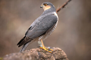 Wall Mural - Sparrowhawk, Accipiter nisus. Bird of Prey