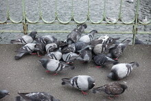 Pigeons Qui Mangent Sur Un Trottoir Parisien