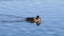 Duck Swimming In The Water
