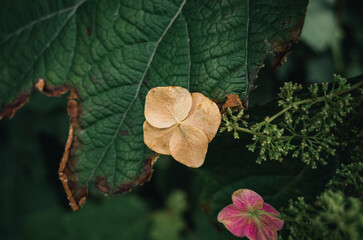 Wall Mural - Hydrangea