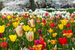Blütenteppich aus blühenden Tulpen in verschiedenen Farben