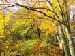 Beautiful colorful yellow beech (Fagus sylvatica) forest in autumn in Slovenia