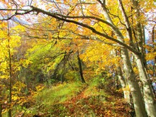 Beautiful Colorful Yellow Beech (Fagus Sylvatica) Forest In Autumn In Slovenia