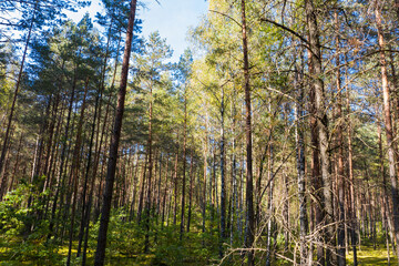 Wall Mural - A summer pine forest landscape