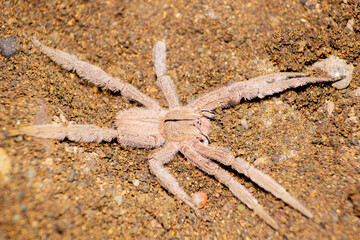 Sticker - Banana spider in the ground, Phoneutria. Venomous spider