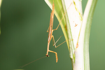 Wall Mural - Brown mantis in a plant. Stick mantis