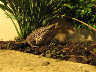 Poster - A frog stands still among the plants