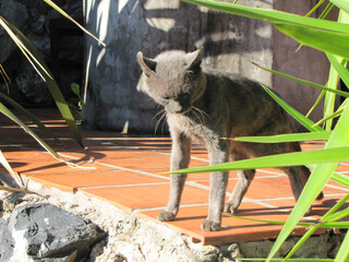 Canvas Print - Gray cat on a patio in the sun observes and monitors the environment.