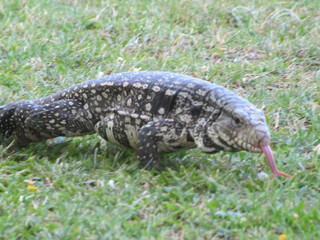 Sticker - A lizard sunbathes on the grass.