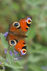 Canvas Print - Close up on a colorful freh emerged Peacock buterfly, Inachis io, sitting with open wings