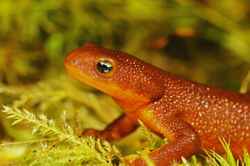 Canvas Print - Closeup on a Rough-Skinned Newt, Taricha granulosa sitting on green moss in Southern Oregon