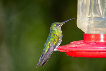 Poster - Grenn hummingbird eating in a bird feeder