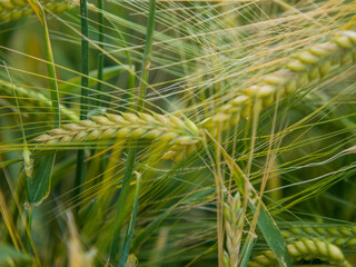 Poster - Closeup shot of wheat growing in the field