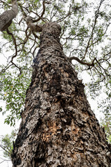 Poster - Vertical low angle shot of the tree trunk and the branches against the sky.