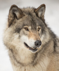 Wall Mural - Timber Wolf or grey wolf Canis lupus portrait closeup in winter snow in Canada