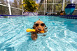 Miniature golden doodle swimming in salt water pool playing fetch wearing sunglasses