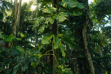 Poster - Low angle shot of green tropical plants and trees growing in the lush Hawaiian jungle