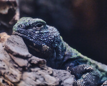 Closeup Of A Lizard Resting On A Rock