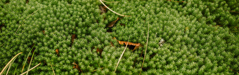 Wall Mural - Panoramic closeup shot of the green moss plant