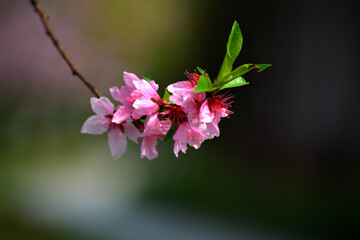 Sticker - Shallow focus shot of a prunus japonica flowering plant on a blurred background