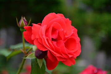 Sticker - Close-up shot of a red rose in the garden on a blurred background