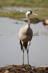 Poster - Vertical shot of a Common crane