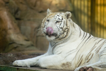 Wall Mural - A closeup shot of the white striped tiger in the zoo in Madrid, Spain