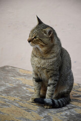 Poster - A vertical closeup shot of a cat on a table in Greece