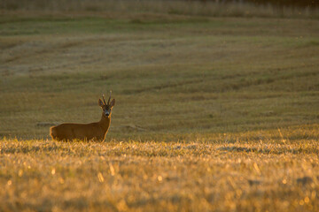 Poster - A beautiful shot of a deer in a field during sunset