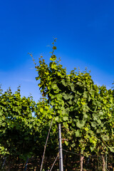 Sticker - A vertical shot of grape vines in a vineyard under the sunlight and a blue sky