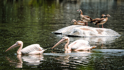 Sticker - A group of Pelicans in the water with a reflection of the forest