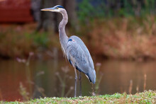 A Shallow Focus Shot Of A Great Blue Heron Bird Standing On The Grassland By The Lake On A Blurred Background