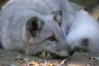 Arctic Fox Alopex Lagopus Resting on Ground