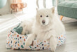 samoyed dog in a den in a pastel interior