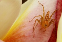 Golden Spider Cling To Flower To Trap Their Prey.