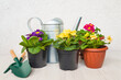 Vintage watering can, flowerpots with primula and gardening equipment; spring gardening concept