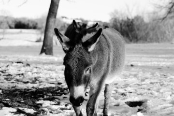 Poster - Mini donkey friends in snow on farm during winter.